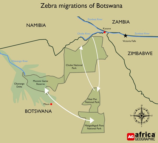 Zebra migratie Nxai Pan en Makgadikgadi Pan