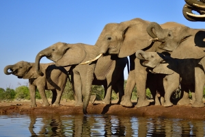 close-up olifanten uit fotohide