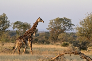 giraf in landschap