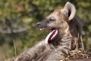 Hyena pup gapend