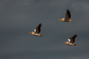 pelikanen vliegen over
