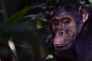 Chimp in Kibale Forest