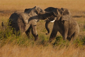 Spelende olifanten
