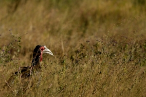 ground hornbill in hoog gras