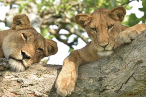 tree climbing lions Ishasha