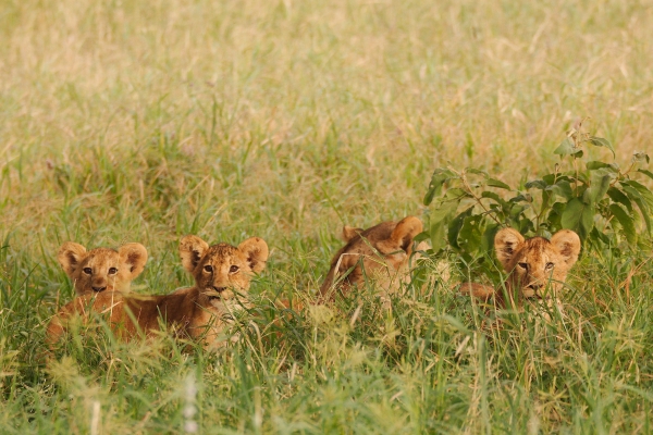 Fotogalerij Tanzania