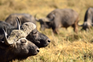 Afrika safari Botswana - Buffel tweeling
