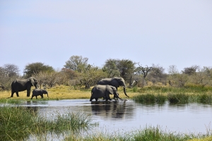 Afrika safari Botswana - Olifanten drinken aan de rivier