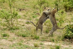 Afrika safari Botswana - Moeder en dochter luipaard spelend