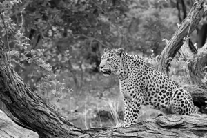 Afrika safari Botswana - Zittend luipaard