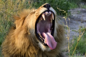 Afrika safari Botswana - Gapende leeuw