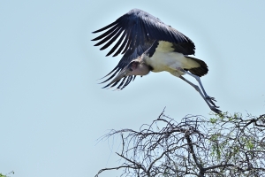 Afrika safari Botswana - Maraboe vliegt weg