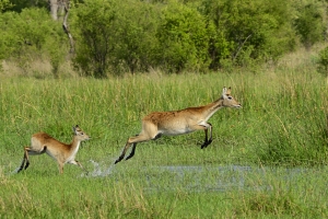Afrika safari Botswana - Moeder en dochter lechwe springend door moeras