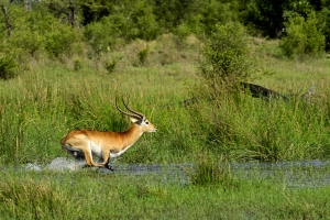 Afrika safari Botswana - Rennende Lechwe in moeras