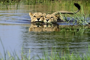 Afrika safari Botswana - Zwemmende leeuwen