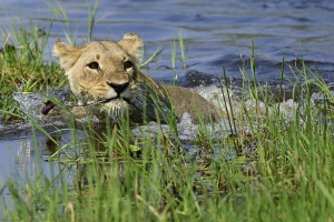 Afrika safari Botswana - Zwemmende leeuwin
