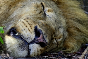 Afrika safari Botswana - Slapende koning der dieren, mannetjes leeuw