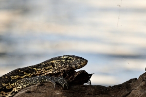 Afrika safari Botswana - Water monitor lizard bij de rivier