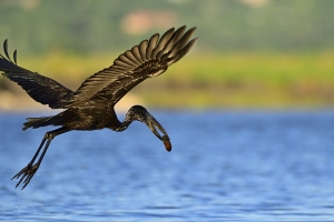 Afrika safari Botswana - Open bill stork met mossel