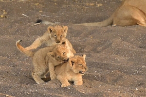 Afrika safari Botswana - Spelende leeuwen welpen