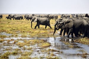 Afrika safari Botswana - Honderden olifanten in Botswana