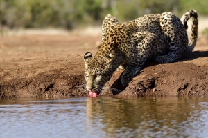 Afrika safari Botswana - Drinkend luipaard vanuit de fotohide