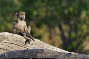 Afrika safari Botswana - Kleine baviaan op boomstronk