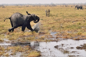 Afrika safari Botswana - Spelende jonge olifant