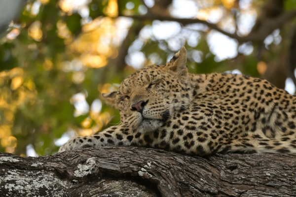 Fotogalerij Zuid-Afrika