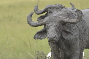 Buffels na modderbad Oeganda