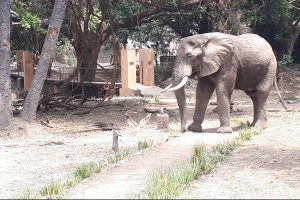 olifant in het kamp South Luangwa
