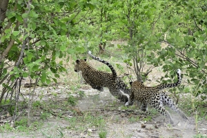 Africa Wildlife Safaris - Moeder en dochter luipaard spelend