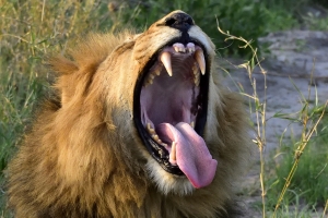Africa Wildlife Safaris - Gapende leeuw in Botswana