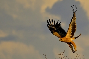 Afrika safari Botswana - roofvogel stijgt op
