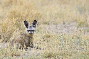 Afrika safari Botswana - bat eared fox in central Kalahari