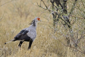 Afrika safari Botswana - secretary bird