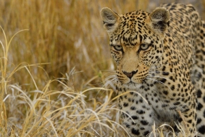 Afrika safari Botswana - luipaard in het hoge gras
