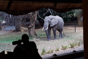 Afrika safari Zambia - olifant nadert de hide