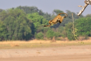 Afrika safari Zambia - baboon springt uit boom