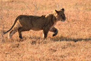 Afrika safari Zambia - leeuwen welp loopt door het gras