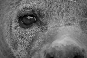 oog van hyena zwart wit