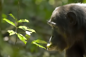chimpansee in het bos