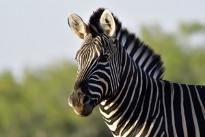close-up zebra