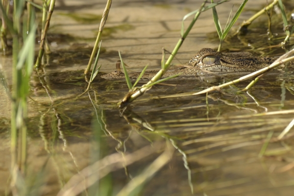 Oeganda - Groepsreis BIG-5 Compleet