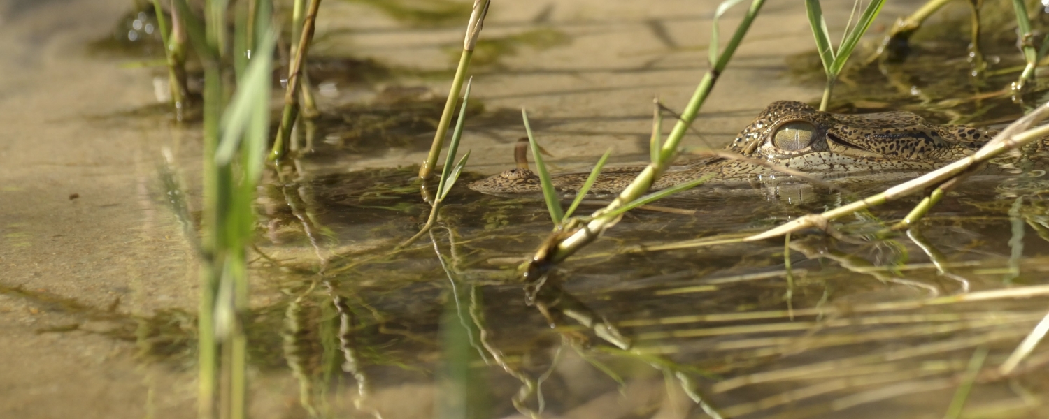 Krokodil in ondiep water