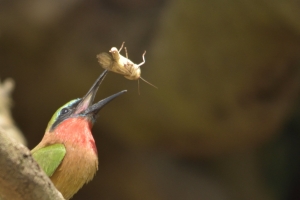 bee-eater met kill