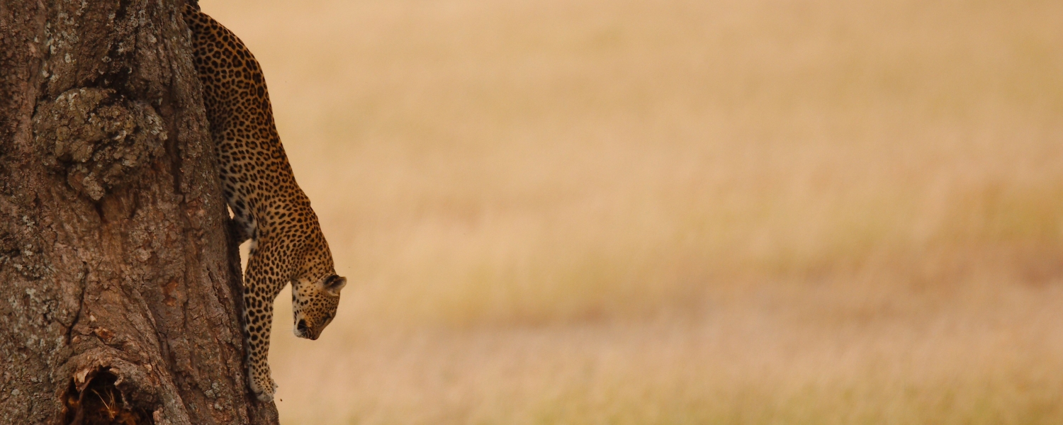 luipaard in de boom Serengeti