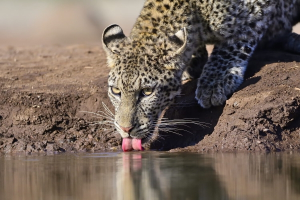 Botswana - Luipaard avontuur, exclusief