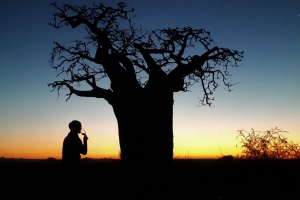 sundowner bij baobab