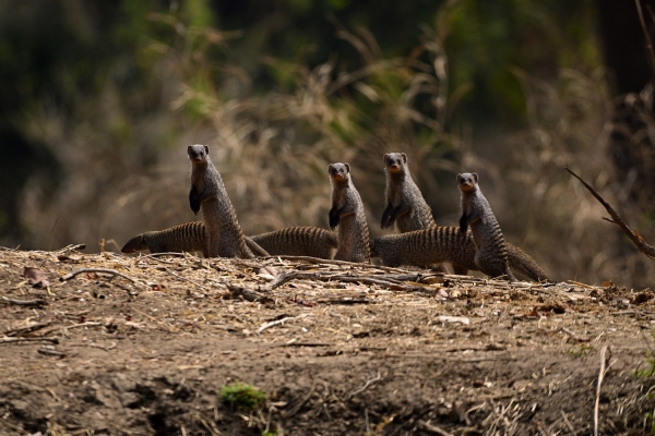 Zambia - Individuele fotografie reis South Luangwa